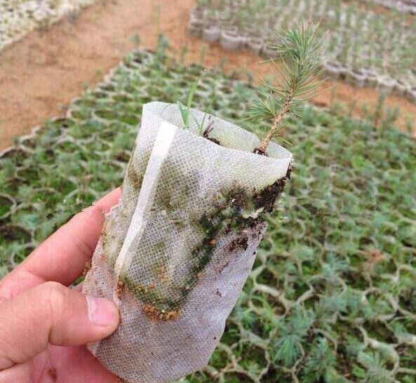育苗袋無紡布的好處有哪些